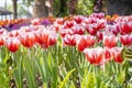 The Spring tulips in garden with sunlight Royalty Free Stock Photo