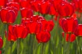 Primavera tulipani secondo il sole 