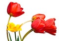 Spring tulips Isolated on white Royalty Free Stock Photo