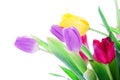 Spring tulips isolated on a white