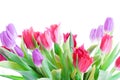 Spring tulips isolated on a white