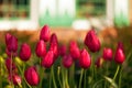 Spring Tulips - Holland Michigan. USA Royalty Free Stock Photo