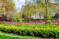 Spring tulips in one of London gardens, UK