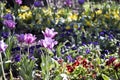 Spring tulips and pansies Royalty Free Stock Photo