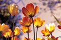 Sunset tulips in the park, yellow and purple Royalty Free Stock Photo