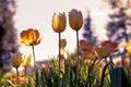 Sunset tulips in the park, yellow and purple Royalty Free Stock Photo