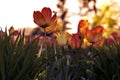 Sunset tulips in the park, yellow and purple Royalty Free Stock Photo