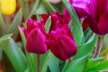 Spring tulips in pastel colors in the garden
