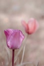 Spring Tulips In A Pink Pastel Look