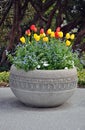 Spring tulips planter