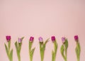 Spring tulips in a row Royalty Free Stock Photo