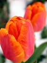 Spring Tulips In Snow Royalty Free Stock Photo