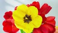 Spring tulips on white background