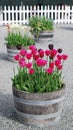 Spring tulipses in barrel Royalty Free Stock Photo