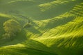 Morning on countryside, San Quirico dÃÂ´Orcia, Tuscany, Italy Royalty Free Stock Photo