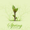 Spring twig