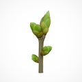 Spring twig with buds