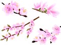 Spring twig (cherry and magnolia) collection Royalty Free Stock Photo