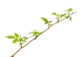 Spring twig of dewberry Royalty Free Stock Photo