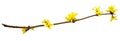 Spring twig of forsythia shrub with yellow flowers Royalty Free Stock Photo