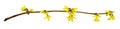 Spring twig of forsythia shrub with yellow flowers Royalty Free Stock Photo