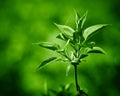 Spring twig of fresh green leaves.