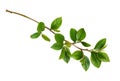 Spring twig with green leaves