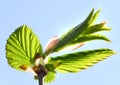 Spring twig of hornbeam with green leaf