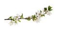 Spring twig of prunus tomentosa wild cherry isolated