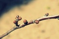 Spring twig. Spring. The beginning of spring. Royalty Free Stock Photo