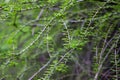 Spring twigs with green leaves