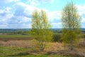 Spring. Two trees against the background of fields and woods in the distance. Sky and white clouds on a sunny day Royalty Free Stock Photo