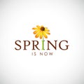 Spring typography with yellow blooming flower petal