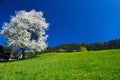 Spring in Tyrol Royalty Free Stock Photo
