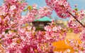 Spring in Ueno Park