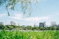 Spring of Ueno Park Shinobazu Pond in Tokyo, Japan