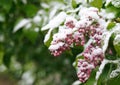 Spring, unexpected cooling.Snow on flowering trees,liliac blossoms in the snow.Unexpected weather changes in May 12,2020-snow duri Royalty Free Stock Photo