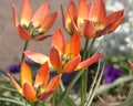 Spring variety carroty tulips