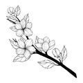 Spring vector illustration. Sakura bloom. Botanical cherry branch with flowers. Floral blossom elements. Perfect for wedding