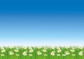 Spring vector wallpaper with blue sky and fresh green grass. Daisies. Royalty Free Stock Photo