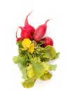 spring vegetables, fresh, radish, Royalty Free Stock Photo