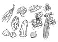 Spring vegetables. Hand drawn isolated doodle set