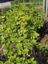 Spring vegetation background.Blackcurrant branches with leaves and flowers Royalty Free Stock Photo