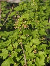 Spring vegetation background.Blackcurrant branches with leaves and flowers