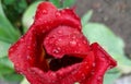 Gorgeous flowers after rain, wet tulip petals with water drops, spring flowers after rain Royalty Free Stock Photo