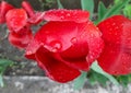 Gorgeous flowers after rain, wet tulip petals with water drops, spring flowers after rain Royalty Free Stock Photo