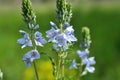 In the spring, the Veronica prostrata blooms among the herbs Royalty Free Stock Photo
