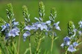 In the spring, the Veronica prostrata blooms among the herbs