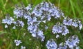 In the spring, the Veronica prostrata blooms among the herbs