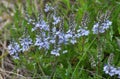In the spring, the Veronica prostrata blooms among the herbs Royalty Free Stock Photo